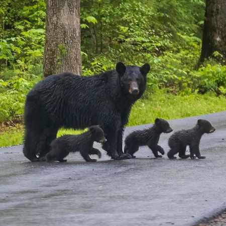 Smoky Bear Lodge With Guest House, Hot Tub, 1089 Free Tickets Each Paid Day, Dollywood And More Сивиървил Екстериор снимка