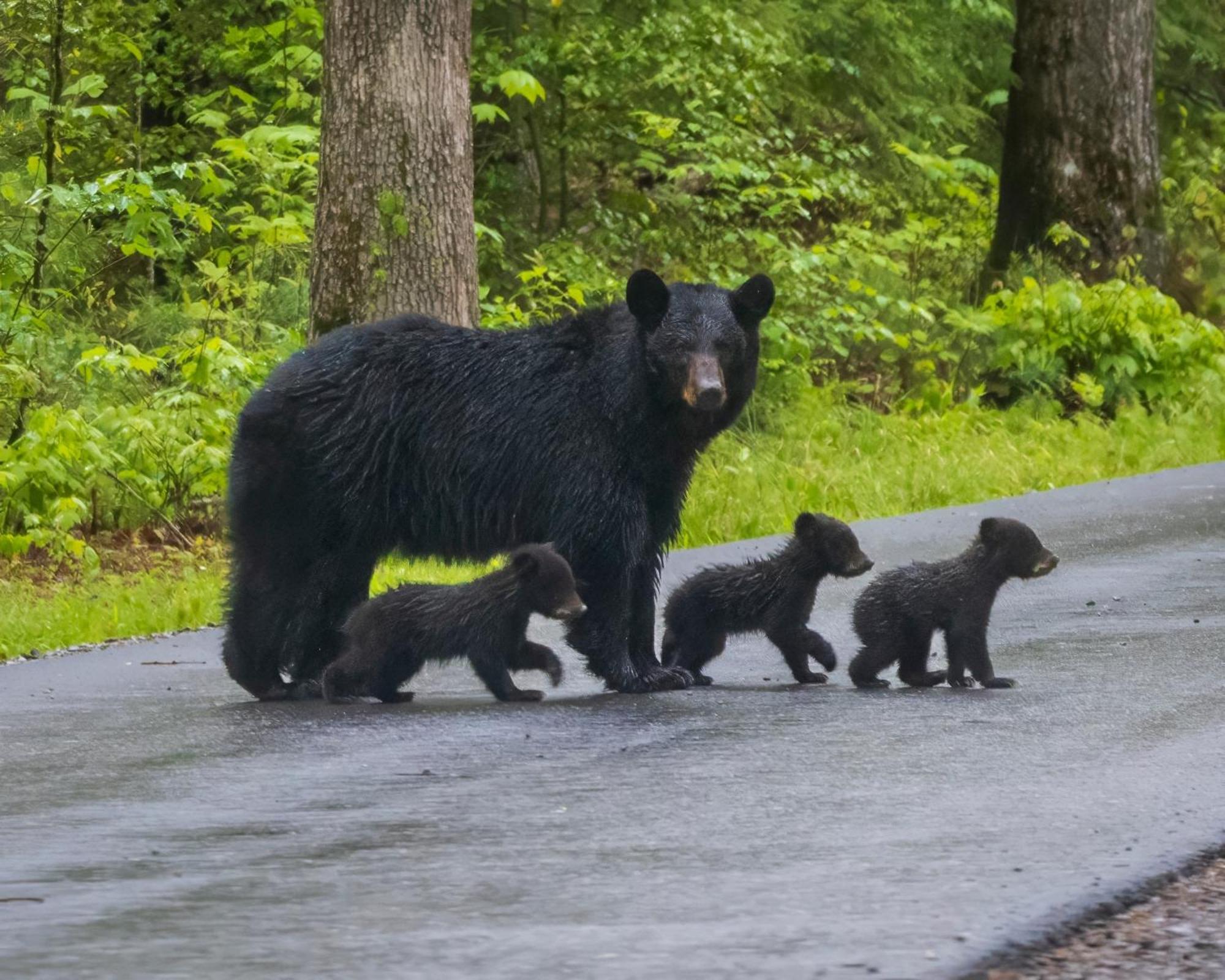 Smoky Bear Lodge With Guest House, Hot Tub, 1089 Free Tickets Each Paid Day, Dollywood And More Сивиървил Екстериор снимка